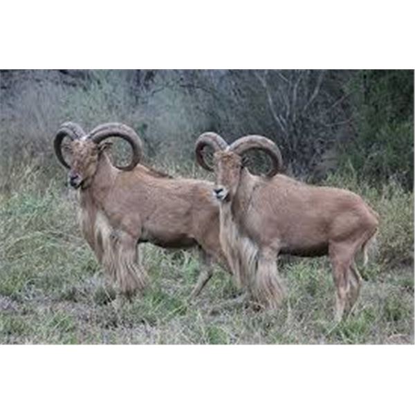 Texas Aoudad hunt