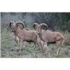 Image 1 : Texas Aoudad hunt
