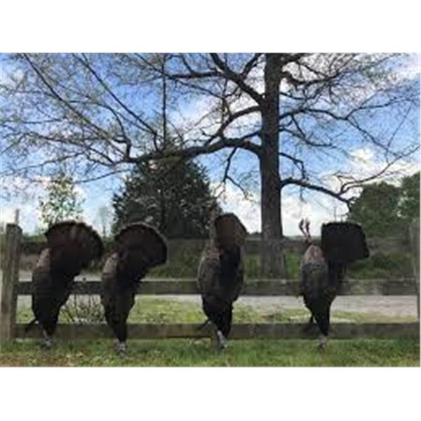 Kentucky Turkey Hunt for 2025