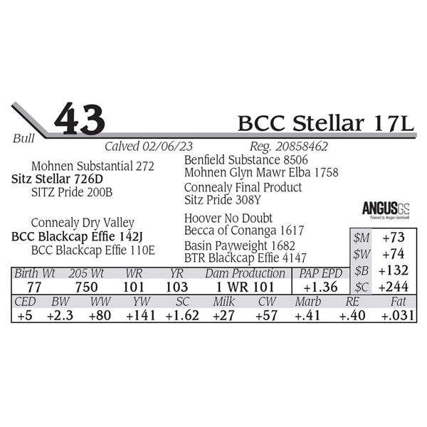 BCC Stellar 17L