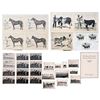 Image 1 : Collection of King Ranch Livestock Photos