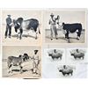 Image 8 : Collection of King Ranch Livestock Photos
