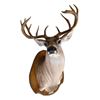 Image 1 : Whitetail Deer Taxidermy Mount