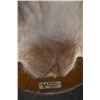 Image 2 : Whitetail Deer Taxidermy Mount