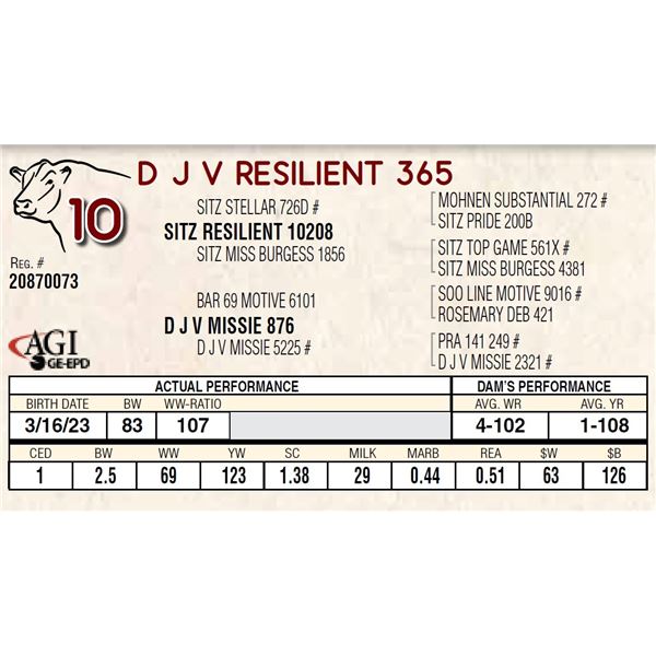 D J V RESILIENT 365