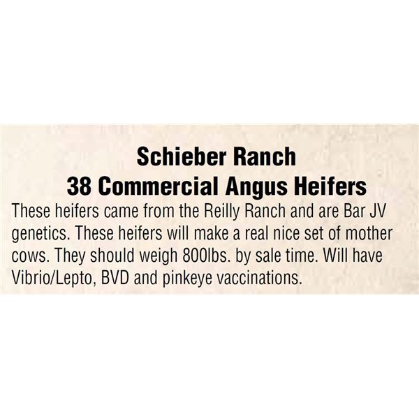 Schieber Ranch 38 Commercial Angus Heifers