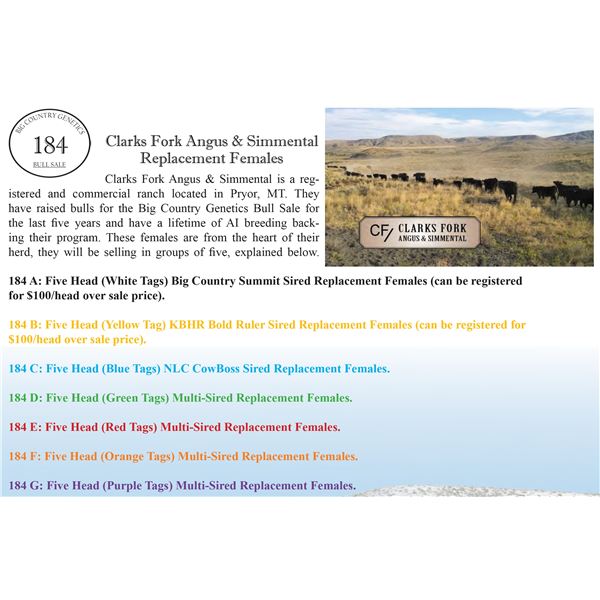 Clarks Fork Angus & Simmental Replacement Females