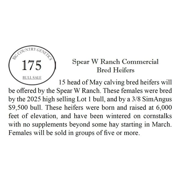 Spear W Ranch Commercial Bred Heifers
