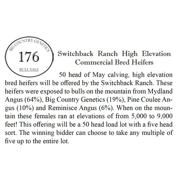 Switchback Ranch High Elevation Commercial Bred Heifers