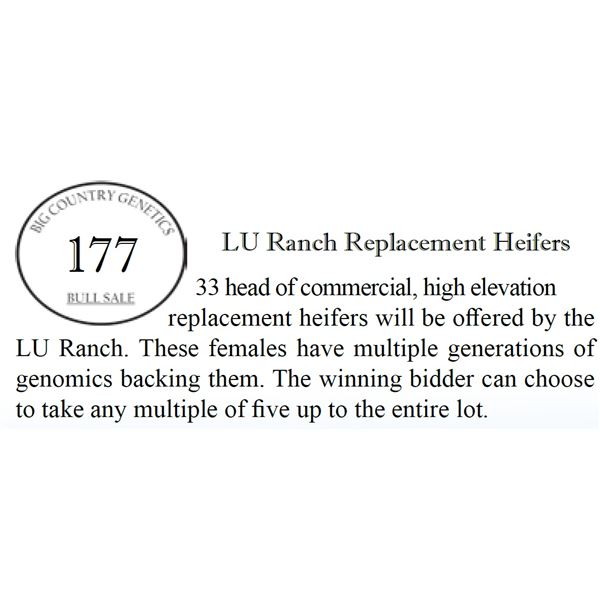 LU Ranch Replacement Heifers