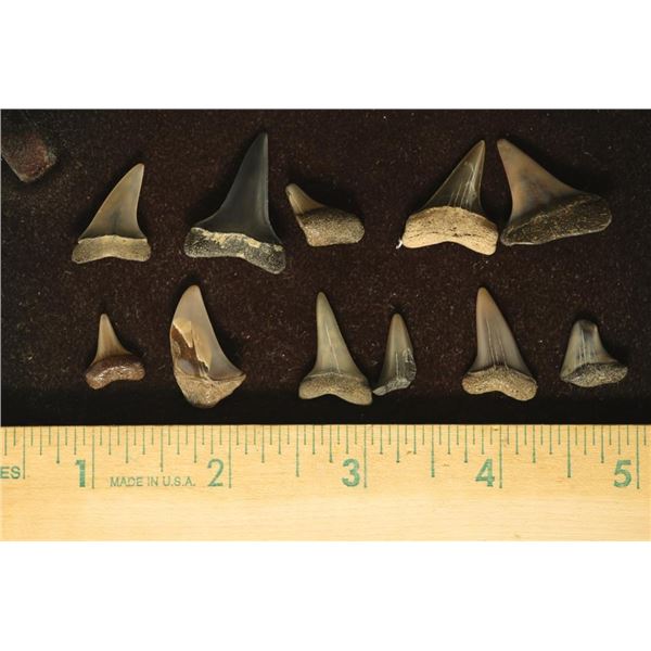 11 SHARKS TEETH (ISURUS HASTALIS) MIOCENE ERA