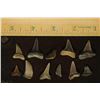 Image 2 : 11 SHARKS TEETH (ISURUS HASTALIS) MIOCENE ERA