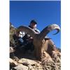 Image 1 : West Texas Aoudad hunt