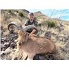 Image 1 : 2025 Texas Aoudad hunt for one person