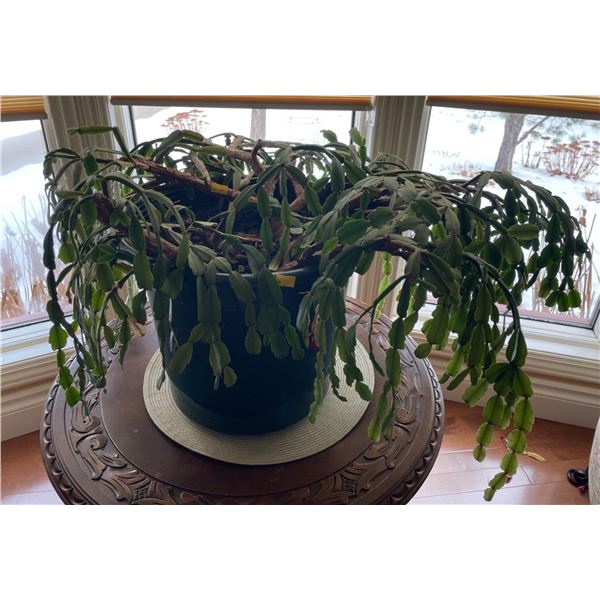 Mature Christmas Cactus In 3 Gallon Pot 35Lx25Dx17H