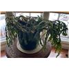 Image 1 : Mature Christmas Cactus In 3 Gallon Pot 35Lx25Dx17H