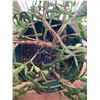 Image 2 : Mature Christmas Cactus In 3 Gallon Pot 35Lx25Dx17H