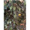 Image 2 : Artificial Weeping Fig Tree In Decorative Container  33Wx33Dx78H