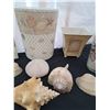 Image 2 : Seashell Decor