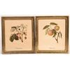 Image 2 : Flower Prints in Frames, Antique,  4 [176505]