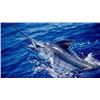 Image 1 : LA- 04 MEXICO: 6-DAY DEEP SEA FISH SLAMING SAFARI