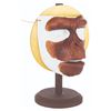 Image 2 : An Early Planet of the Apes Chimp Facial Appliance.