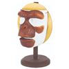 Image 3 : An Early Planet of the Apes Chimp Facial Appliance.