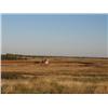 Image 7 : 160+/- acres of Garfield Co., OK Grass/Wildlife Land