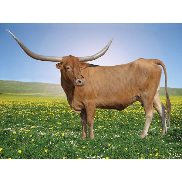 PACIFIC LEMORA PACIFIC LEMORA