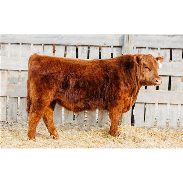 RED RCR CRAFTSMAN 26M - OUT