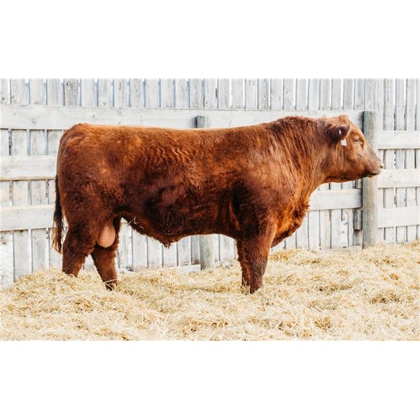 RED RCR DESPERADO 23L