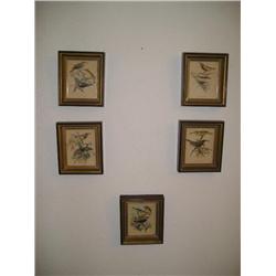 5 Framed Bird Prints