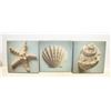 Image 1 : LOT OF 3 SEASHELL PICTURES SIZE  11.5" X 11.5"