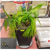 Image 1 : LIVE FERN IN POT