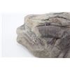 Image 2 : Petrified wood