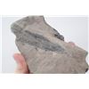 Image 3 : Petrified wood