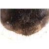 Image 4 : Stretched Beaver Pelt - 25" x 39"