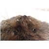 Image 6 : Stretched Beaver Pelt - 25" x 39"