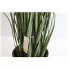 Image 3 : Artificial Grass in Pot