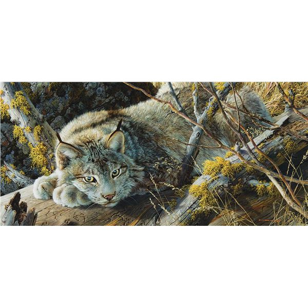 Carl Brenders-Lynx