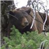 Image 1 : Utah La Sal Unit - Limited Entry - Multiseason - Black Bear Conservation Permit