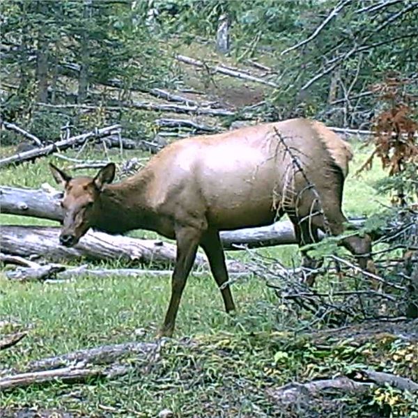 Utah Wasatch Mtns Units - Any Weapon - Antlerless Elk Conservation Permit