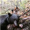 Image 2 : 5 Day North Carolina Guided Black Bear Hunt