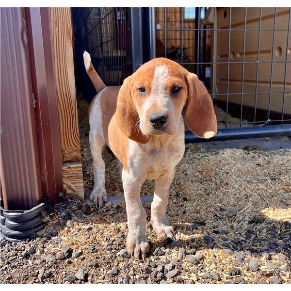 8 Week old Male Hound Pup