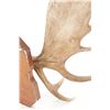 Image 21 : Large 1976 Canadian Moose Antler Mount - 53 1/2"