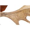 Image 25 : Large 1976 Canadian Moose Antler Mount - 53 1/2"