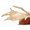 Image 26 : Large 1976 Canadian Moose Antler Mount - 53 1/2"