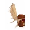 Image 2 : Large 1976 Canadian Moose Antler Mount - 53 1/2"