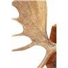 Image 8 : Large 1976 Canadian Moose Antler Mount - 53 1/2"