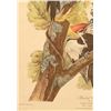 Image 17 : John James Audubon Lithograph NW Mutual Collection